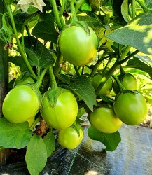 eggplant dwarf lime4